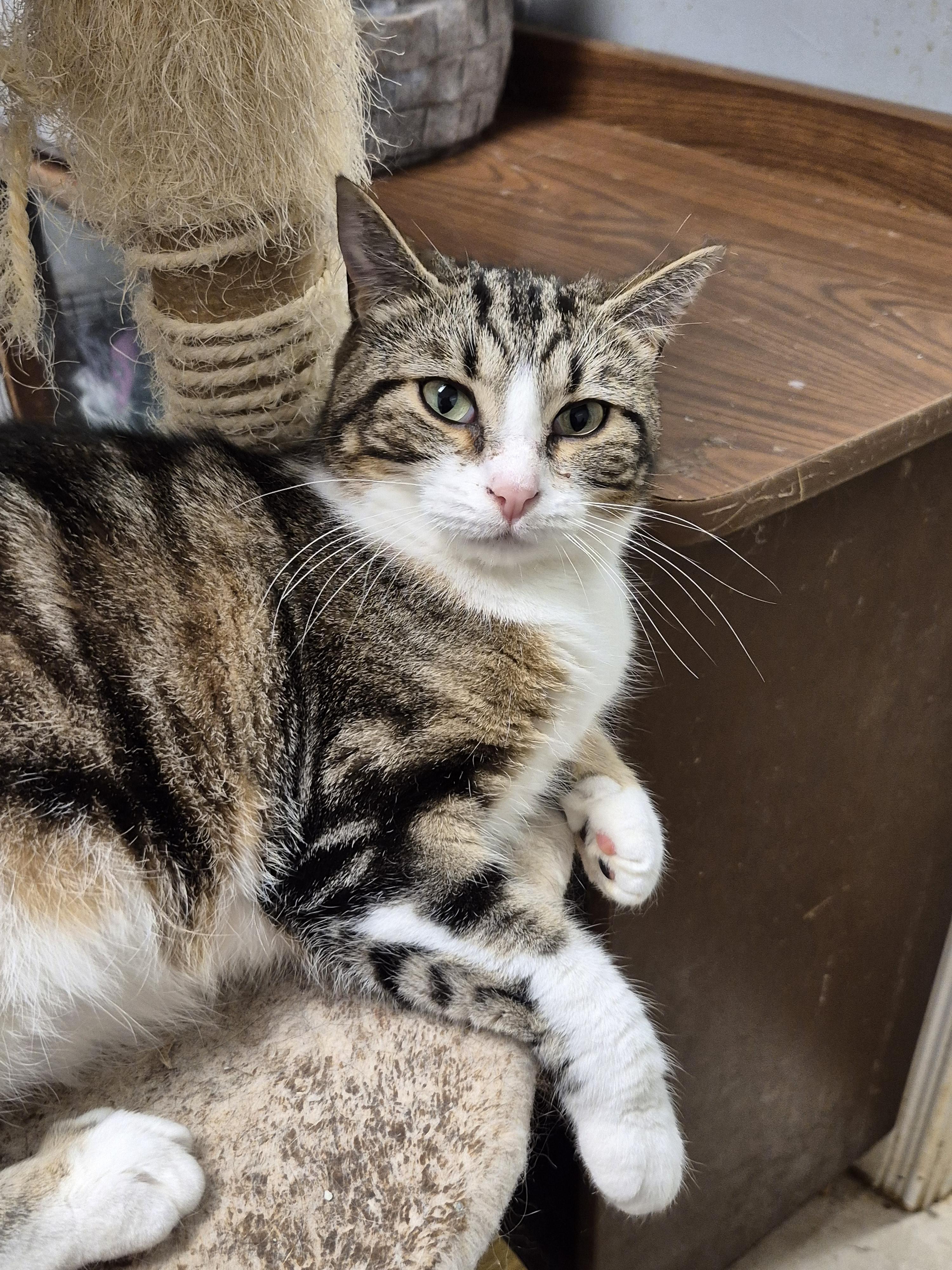 Enlarge Ellie, a Adoptable Domestic Short Hair in Chatham, ON image 3/6