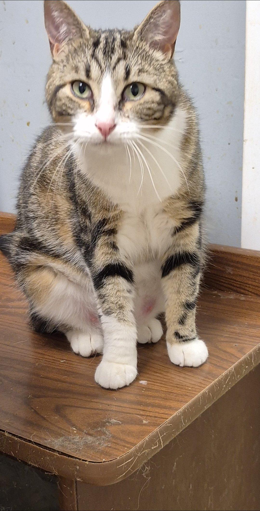 Enlarge Ellie, a Adoptable Domestic Short Hair in Chatham, ON image 6/6