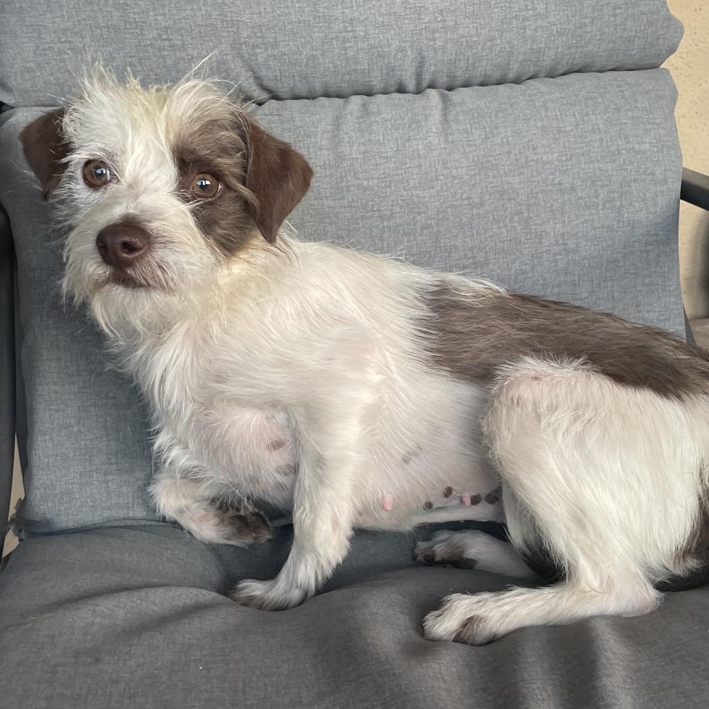 Enlarge Eva, a Adoptable mixed breed in Tucson, AZ image 2/2