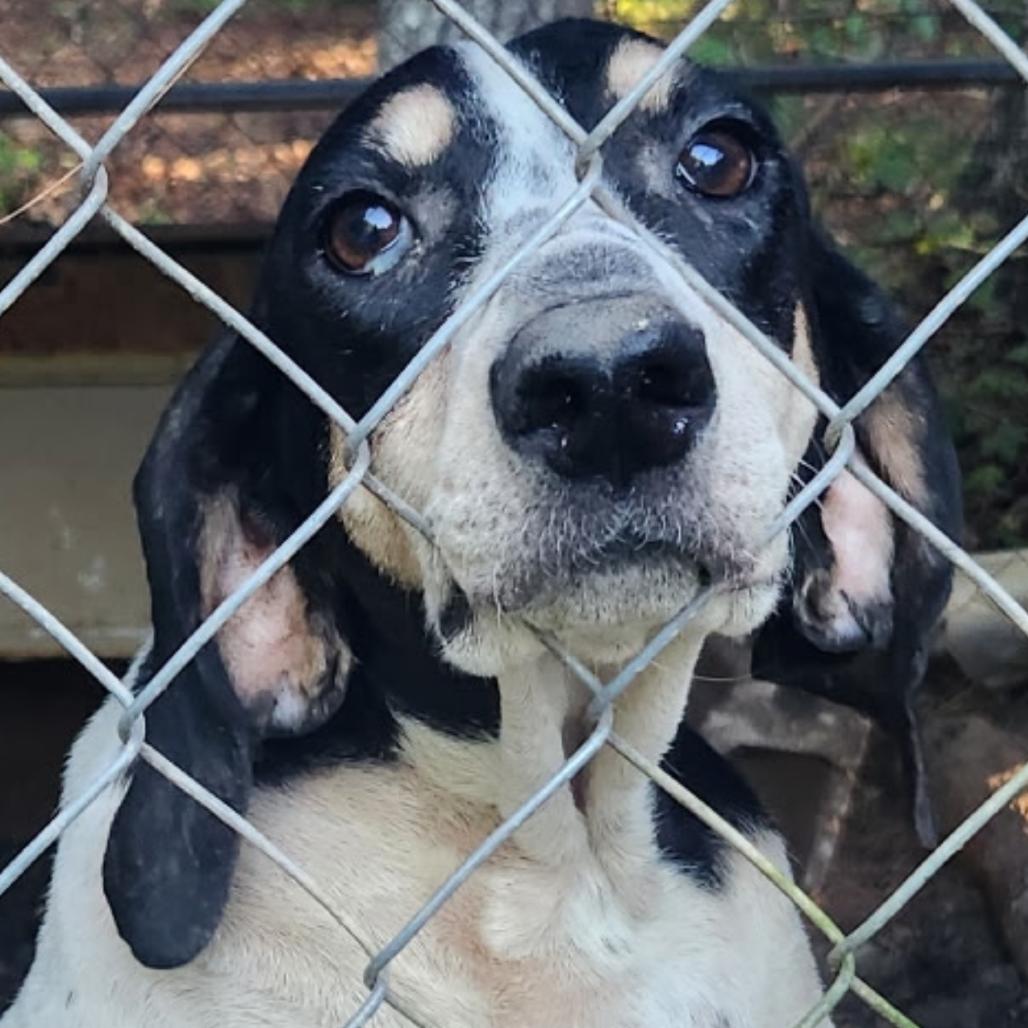 Enlarge Dottie, a Adoptable mixed breed in Madisonville, TN image 1/1