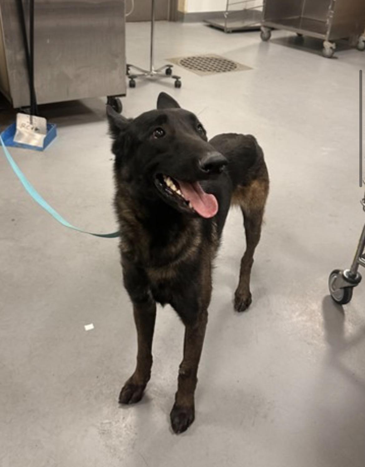 Enlarge Gator, a Adopted Belgian Shepherd / Malinois in Duxbury, MA image 1/1