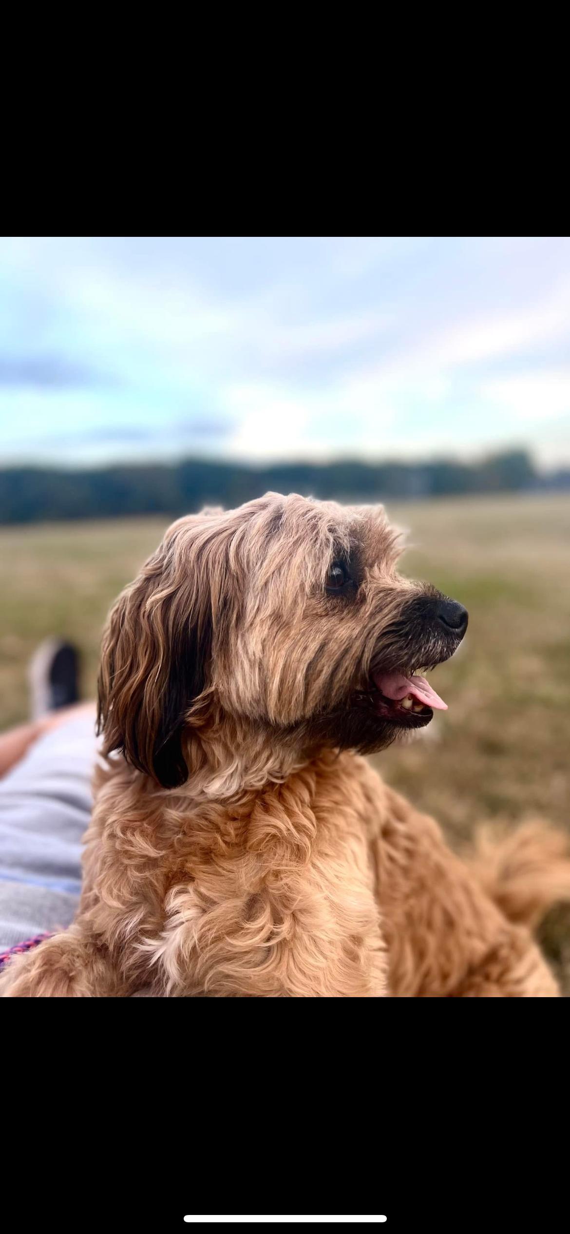 Wicket