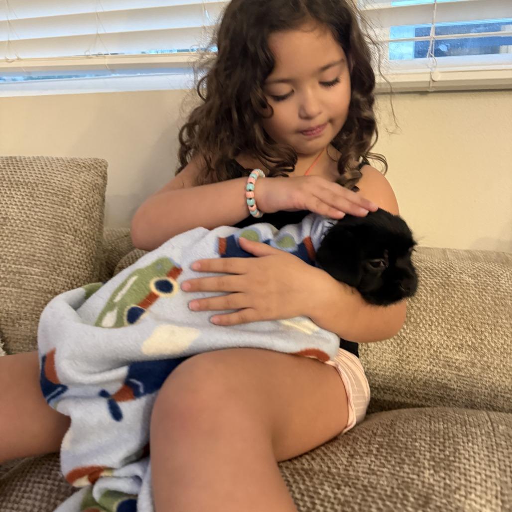 Spinach, a Adoptable mixed breed in Bulverde, TX image 1/6