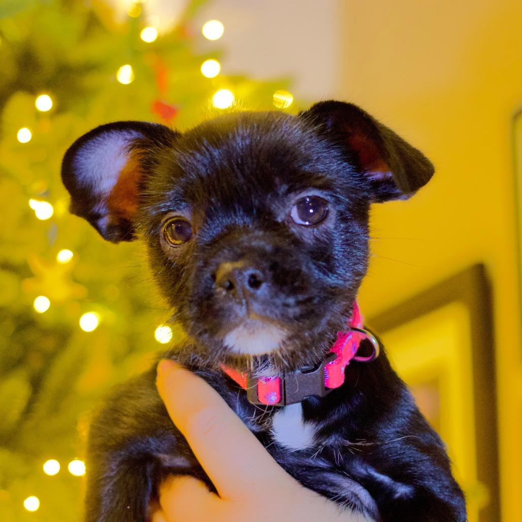 Spinach, a Adoptable mixed breed in Bulverde, TX image 5/6