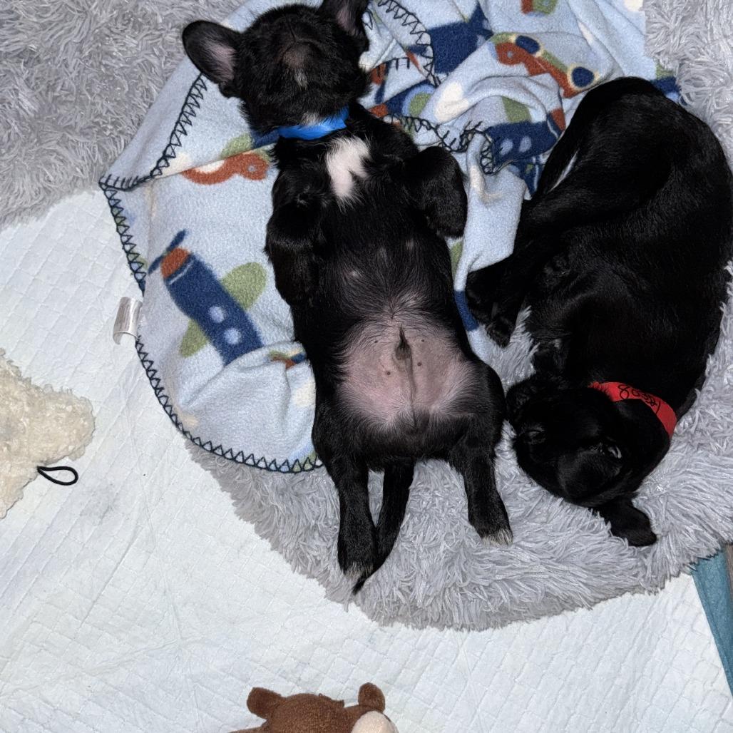 Spinach, a Adoptable mixed breed in Bulverde, TX image 6/6