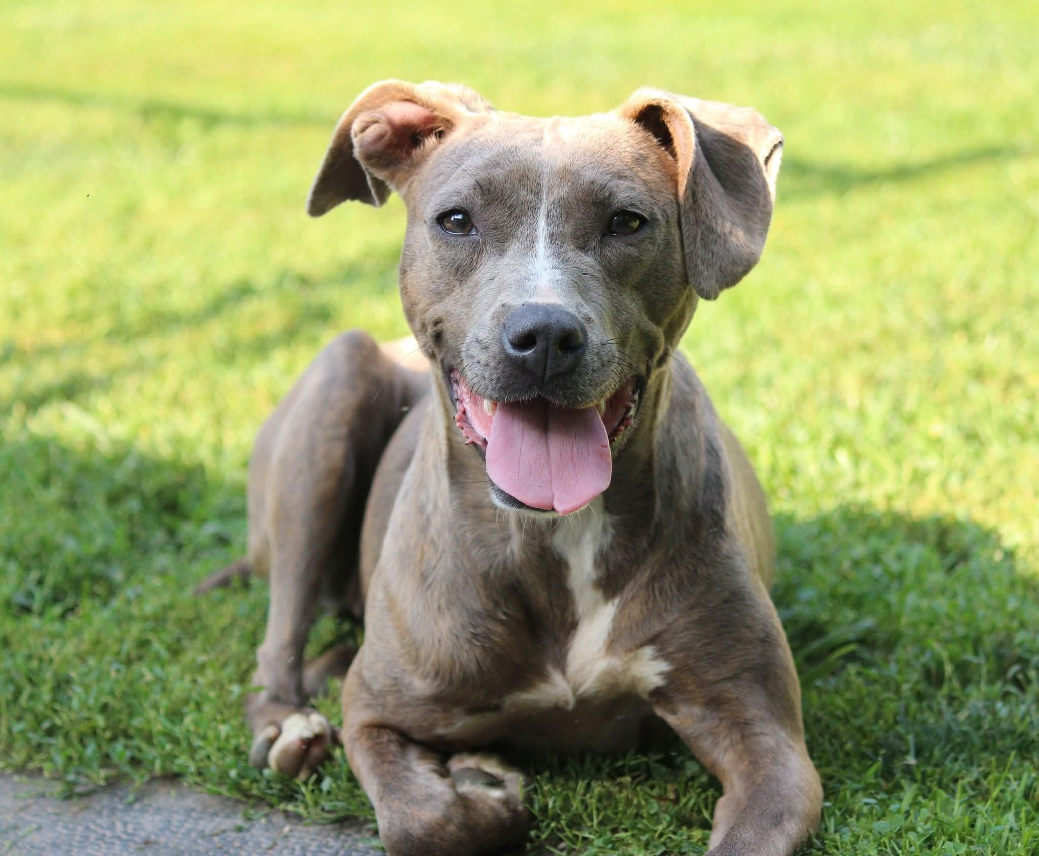 Pebbles, Young Female Pit Bull Terrier
