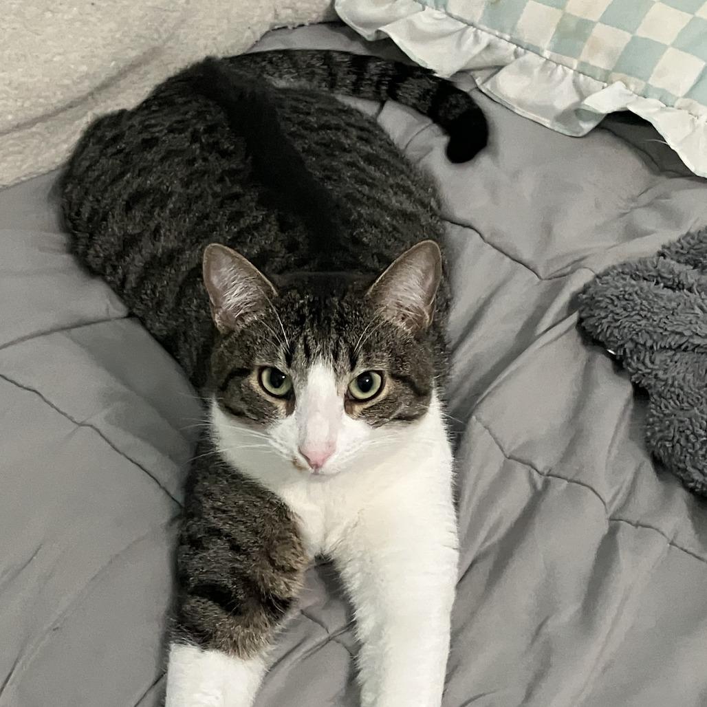 Enlarge Kletus, a Adoptable Domestic Short Hair in Temecula, CA image 2/6