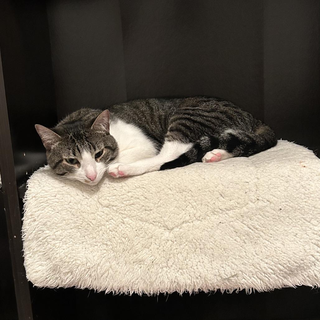 Enlarge Kletus, a Adoptable Domestic Short Hair in Temecula, CA image 3/6