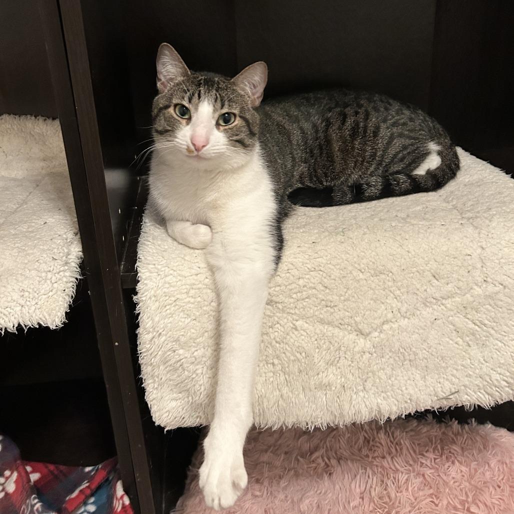 Enlarge Kletus, a Adoptable Domestic Short Hair in Temecula, CA image 4/6