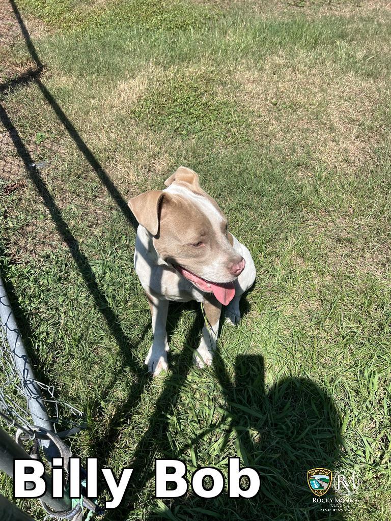 Billy Bob, Adoptable, Young Male Pit Bull Terrier.