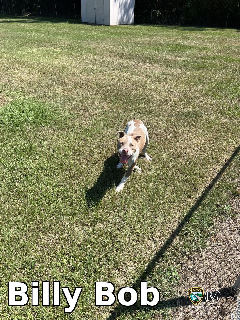 Enlarge Billy Bob, a Adoptable Pit Bull Terrier in Rocky Mount, NC image 2/2