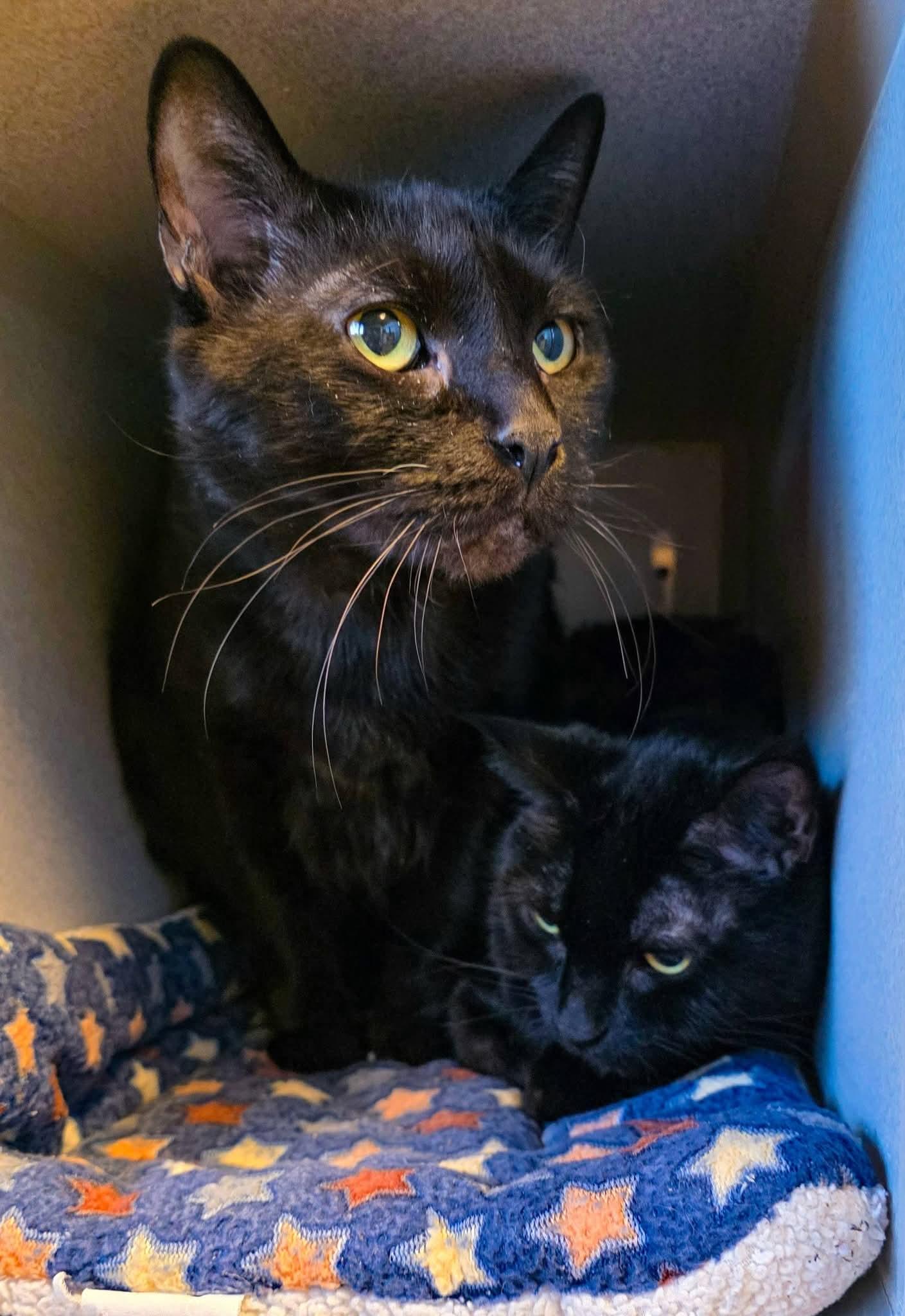 Maui + Sunny, a ADOPTABLE Domestic Short Hair in Sterling Heights, MI image 5/6