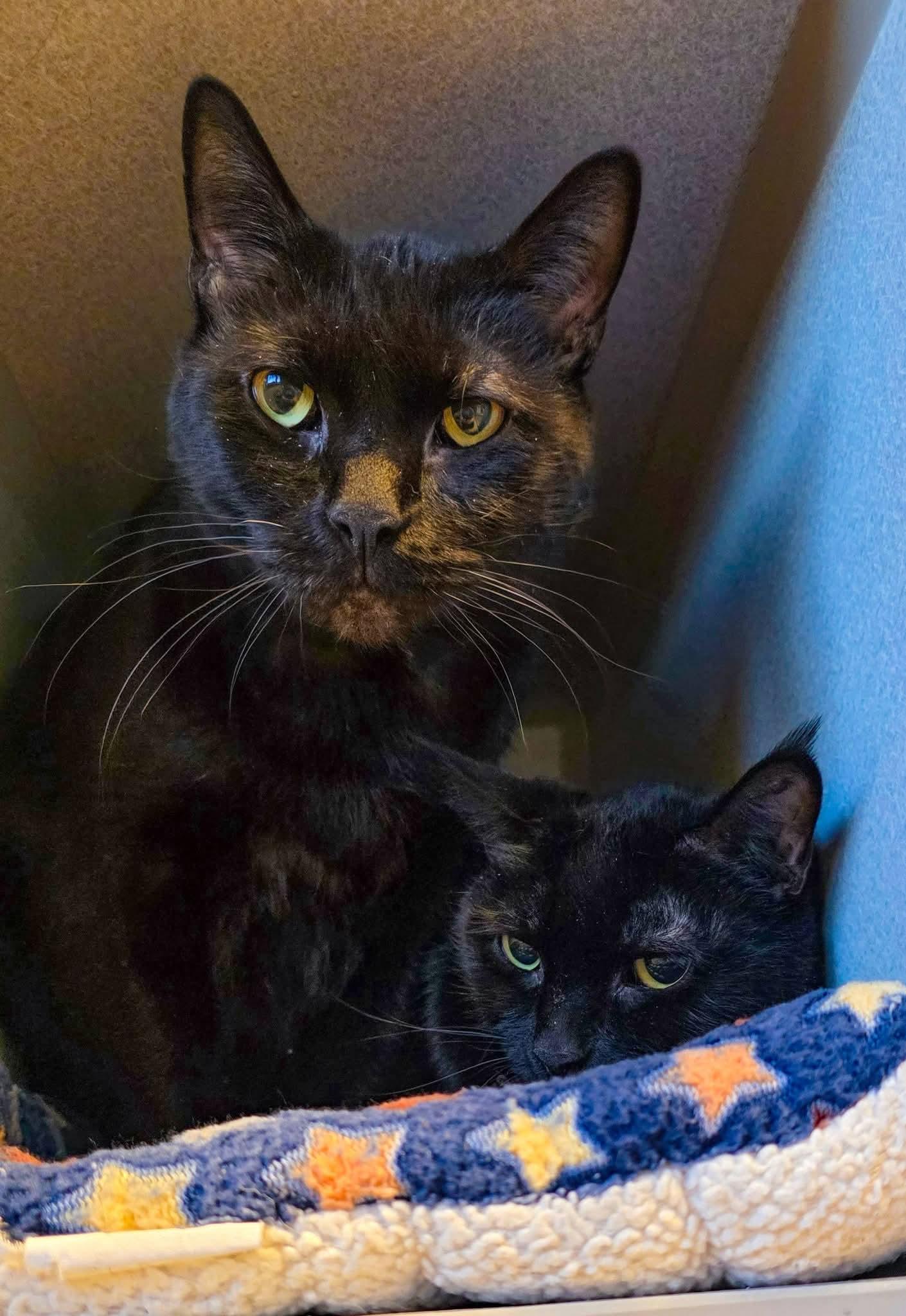 Maui + Sunny, a ADOPTABLE Domestic Short Hair in Sterling Heights, MI image 4/6