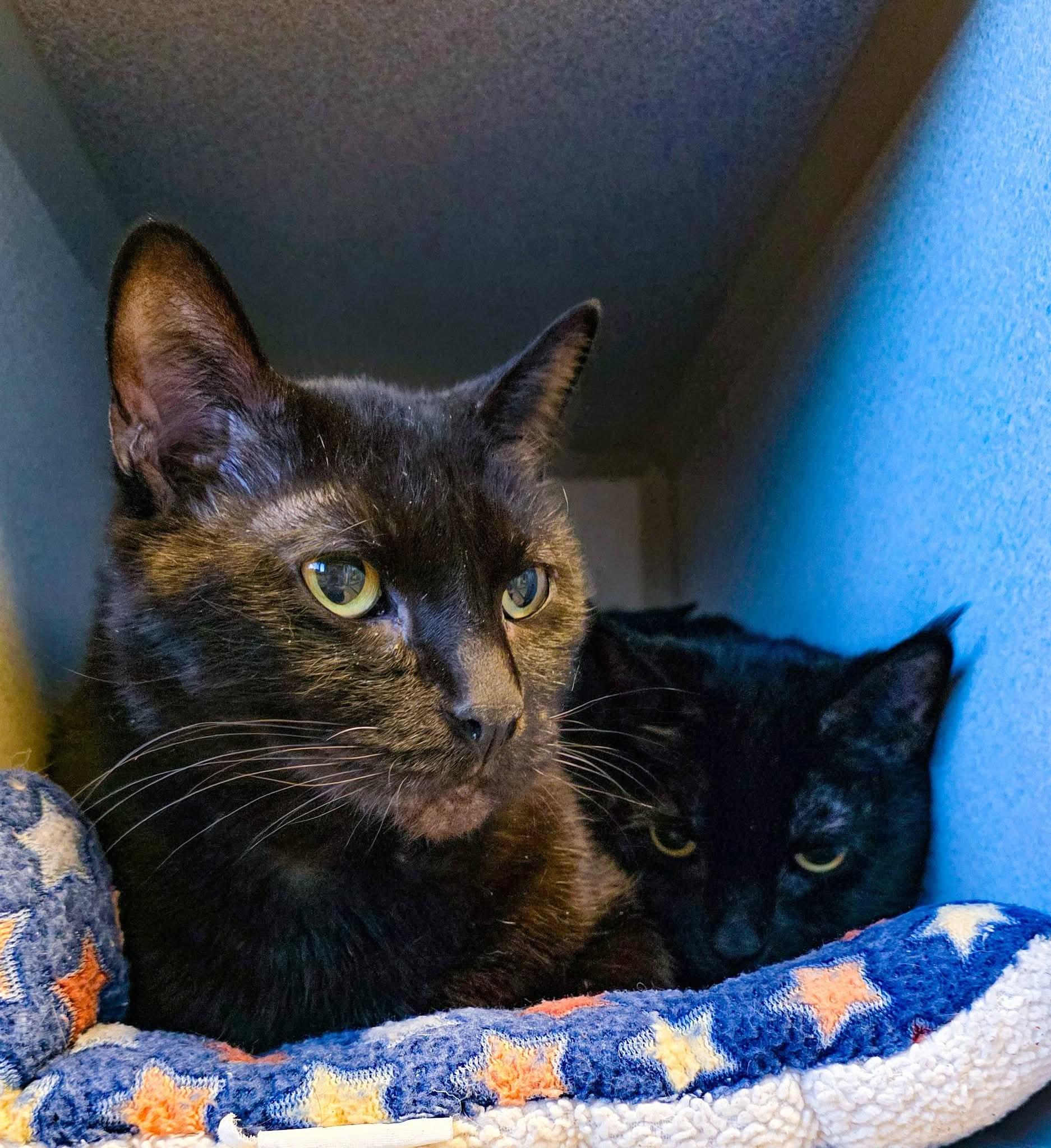 Maui + Sunny, a ADOPTABLE Domestic Short Hair in Sterling Heights, MI image 2/6