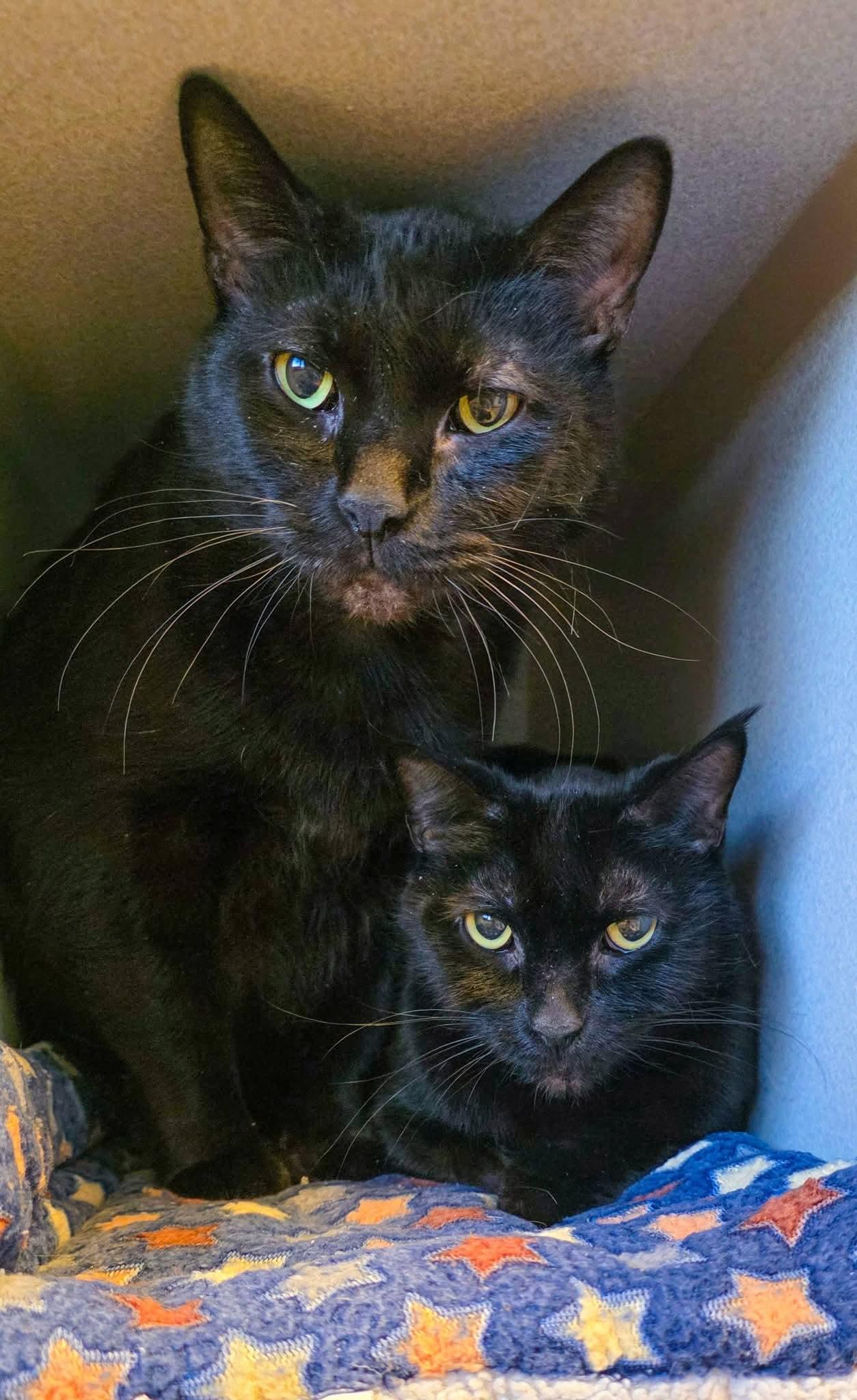 Maui + Sunny, ADOPTABLE, Senior Male Domestic Short Hair.