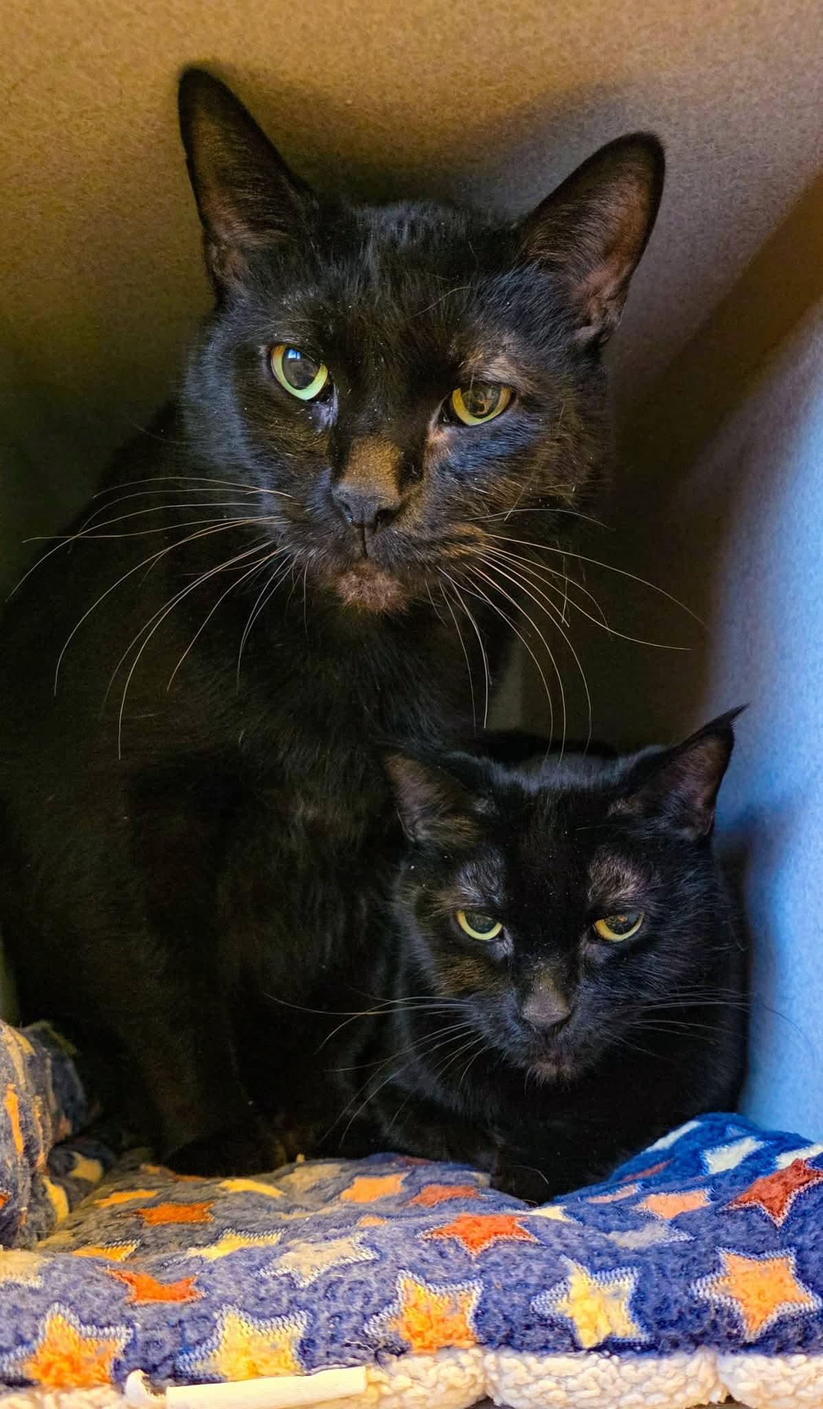 Maui + Sunny, a ADOPTABLE Domestic Short Hair in Sterling Heights, MI image 6/6