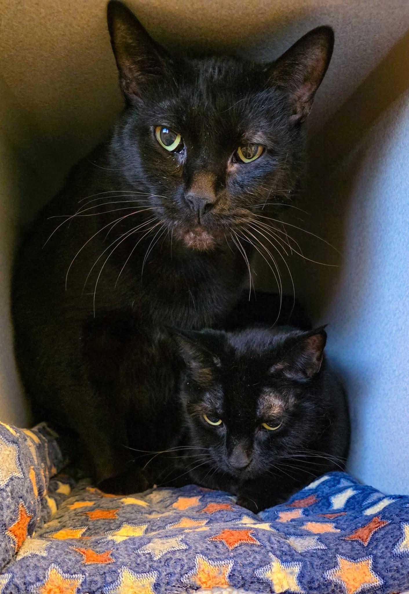 Maui + Sunny, a ADOPTABLE Domestic Short Hair in Sterling Heights, MI image 3/6