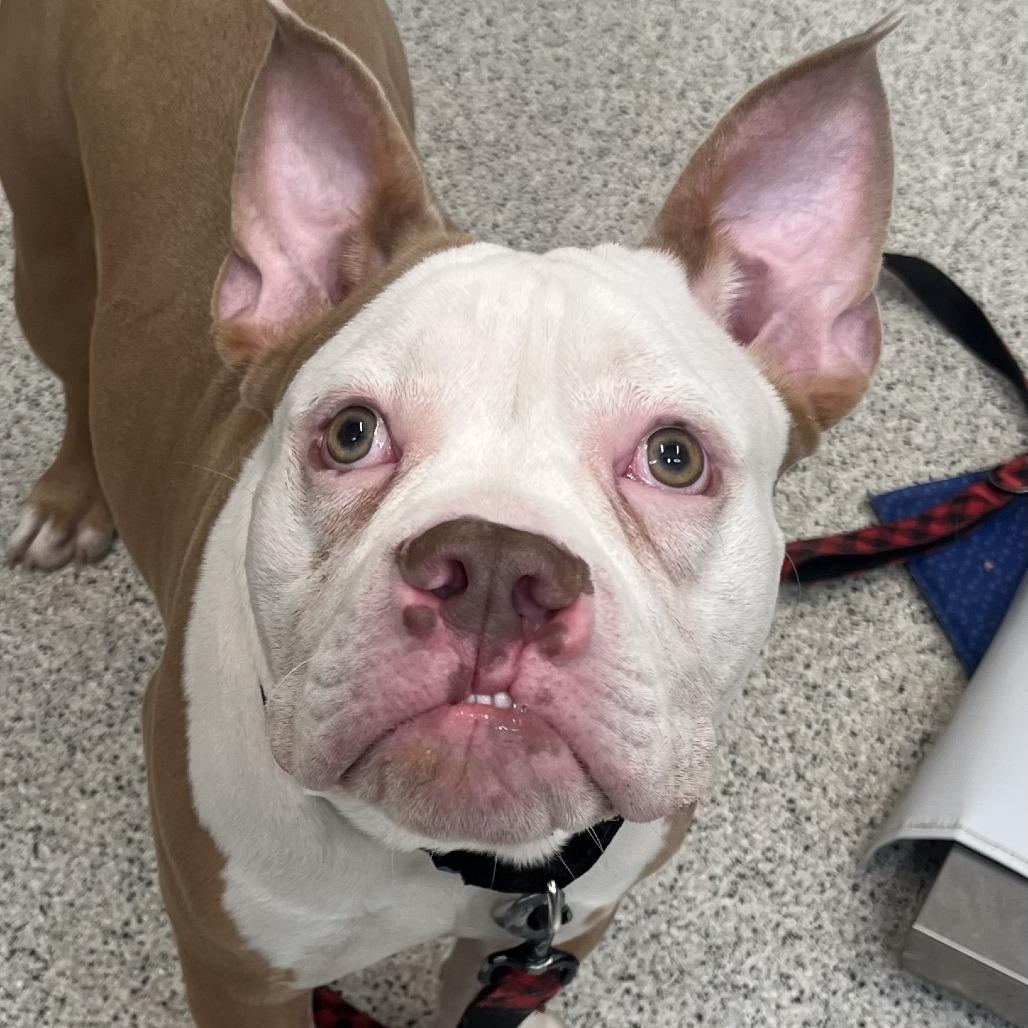 Enlarge Beefy 5-Layer Burrito, a Adoptable mixed breed in Oak Park, IL image 1/6