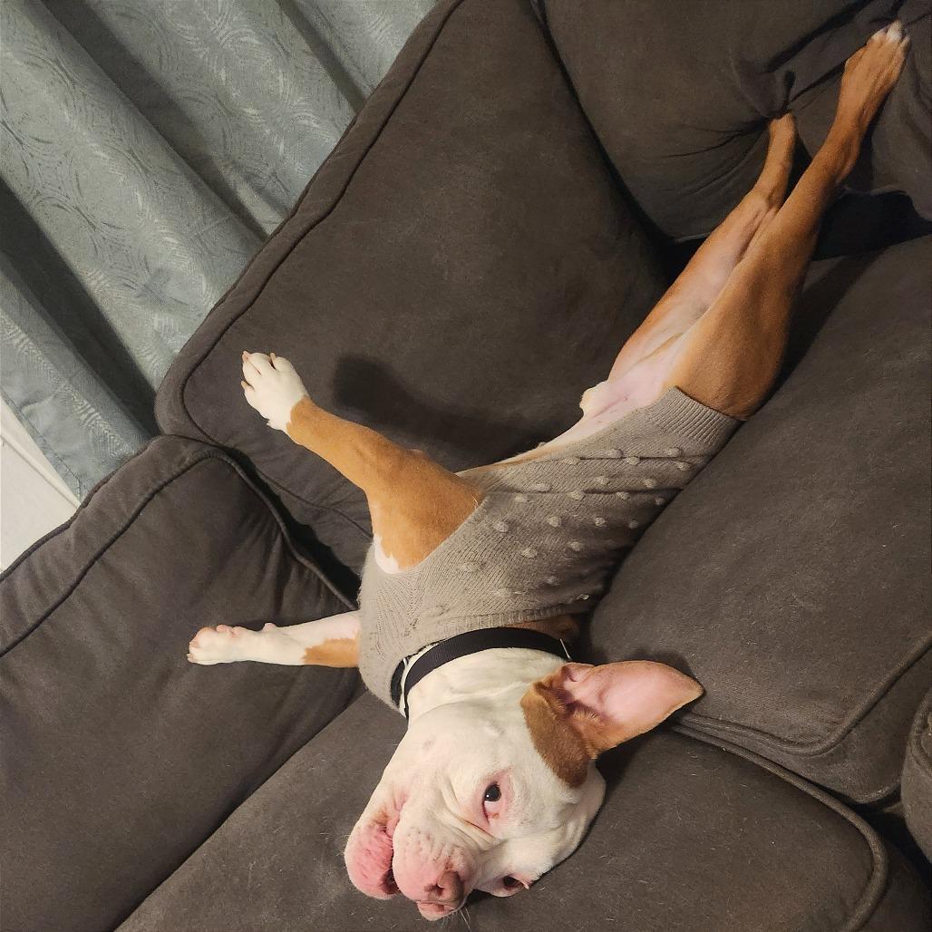 Enlarge Beefy 5-Layer Burrito, a Adoptable mixed breed in Oak Park, IL image 2/6