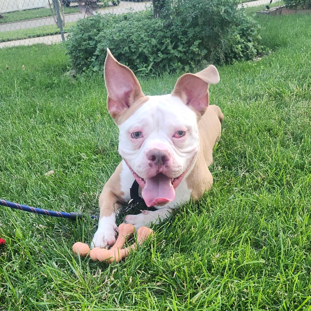 Enlarge Beefy 5-Layer Burrito, a Adoptable mixed breed in Oak Park, IL image 3/6