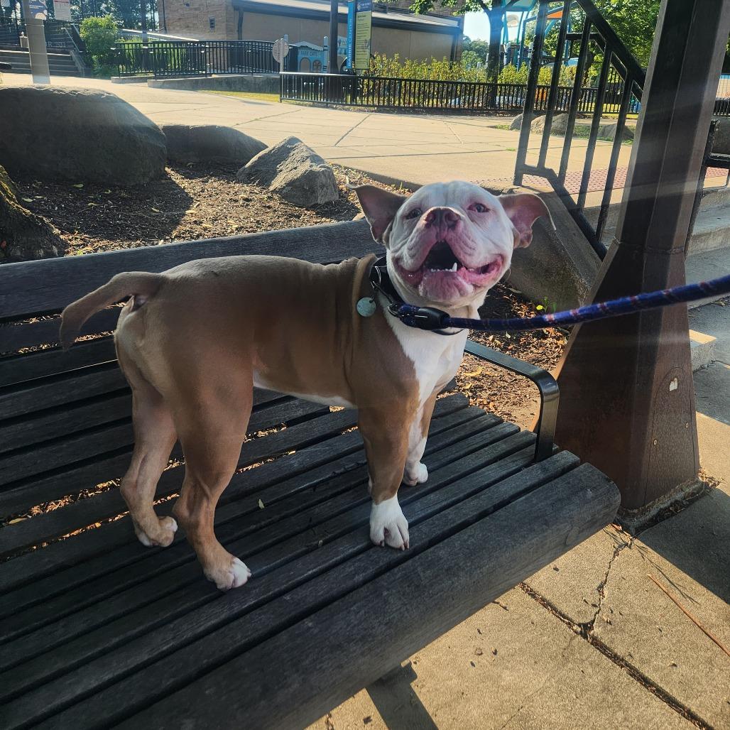 Beefy 5-Layer Burrito, a Adoptable mixed breed in Oak Park, IL image 4/6