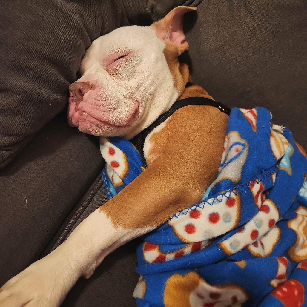 Enlarge Beefy 5-Layer Burrito, a Adoptable mixed breed in Oak Park, IL image 4/6