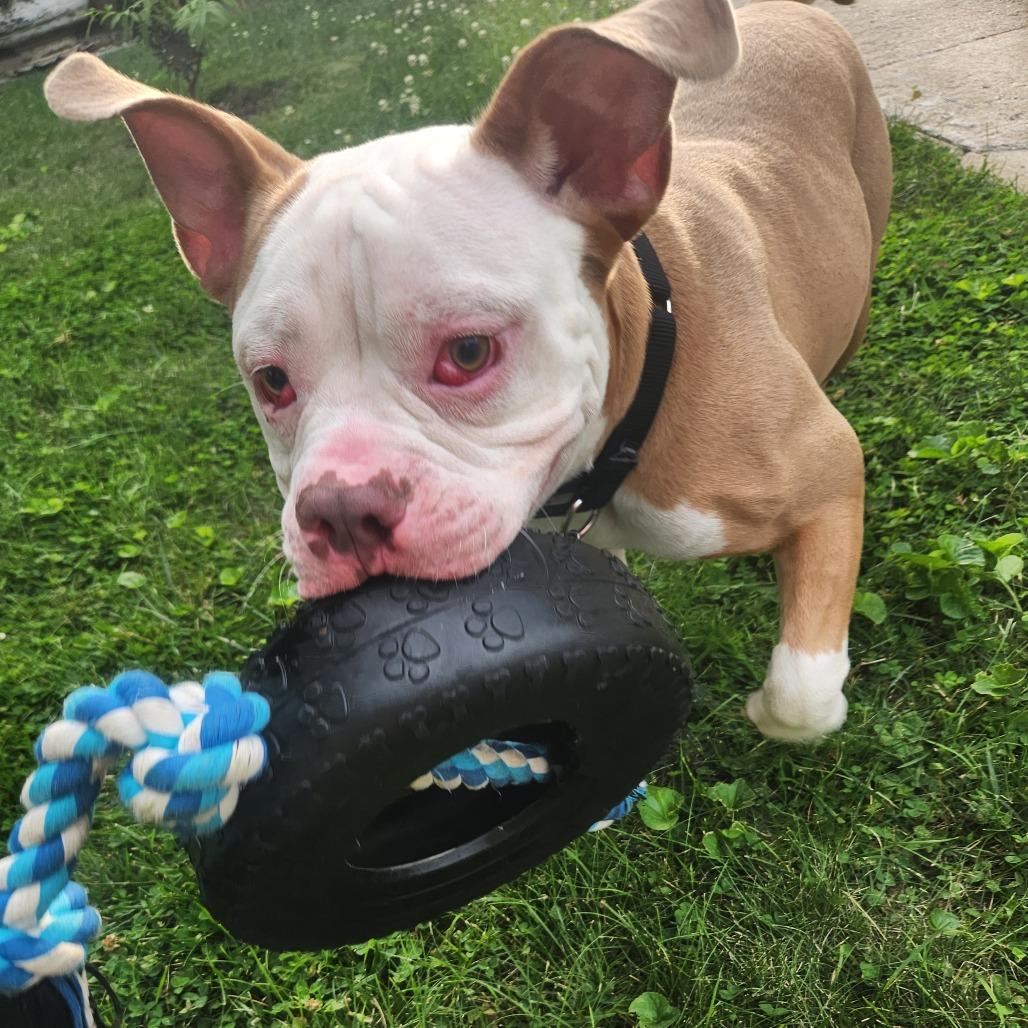 Enlarge Beefy 5-Layer Burrito, a Adoptable mixed breed in Oak Park, IL image 4/6