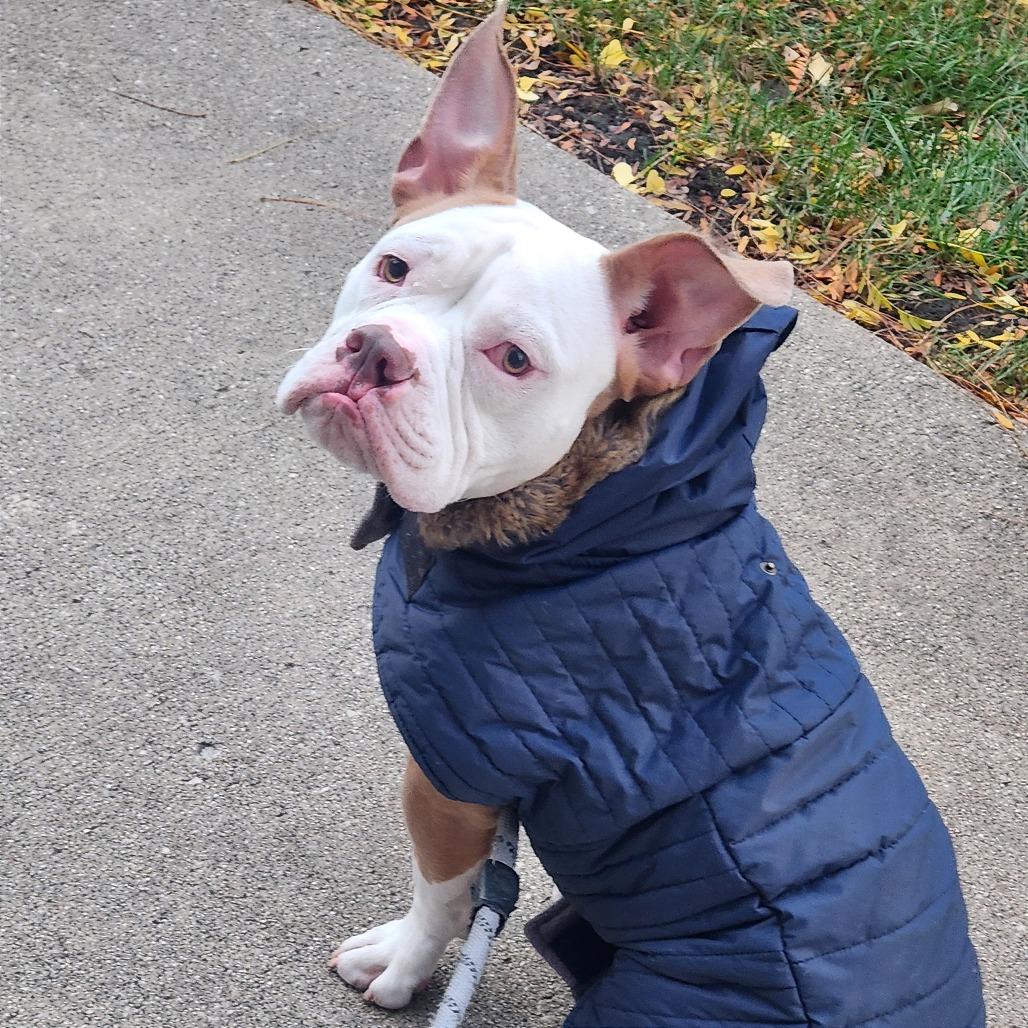 Enlarge Beefy 5-Layer Burrito, a Adoptable mixed breed in Oak Park, IL image 5/6