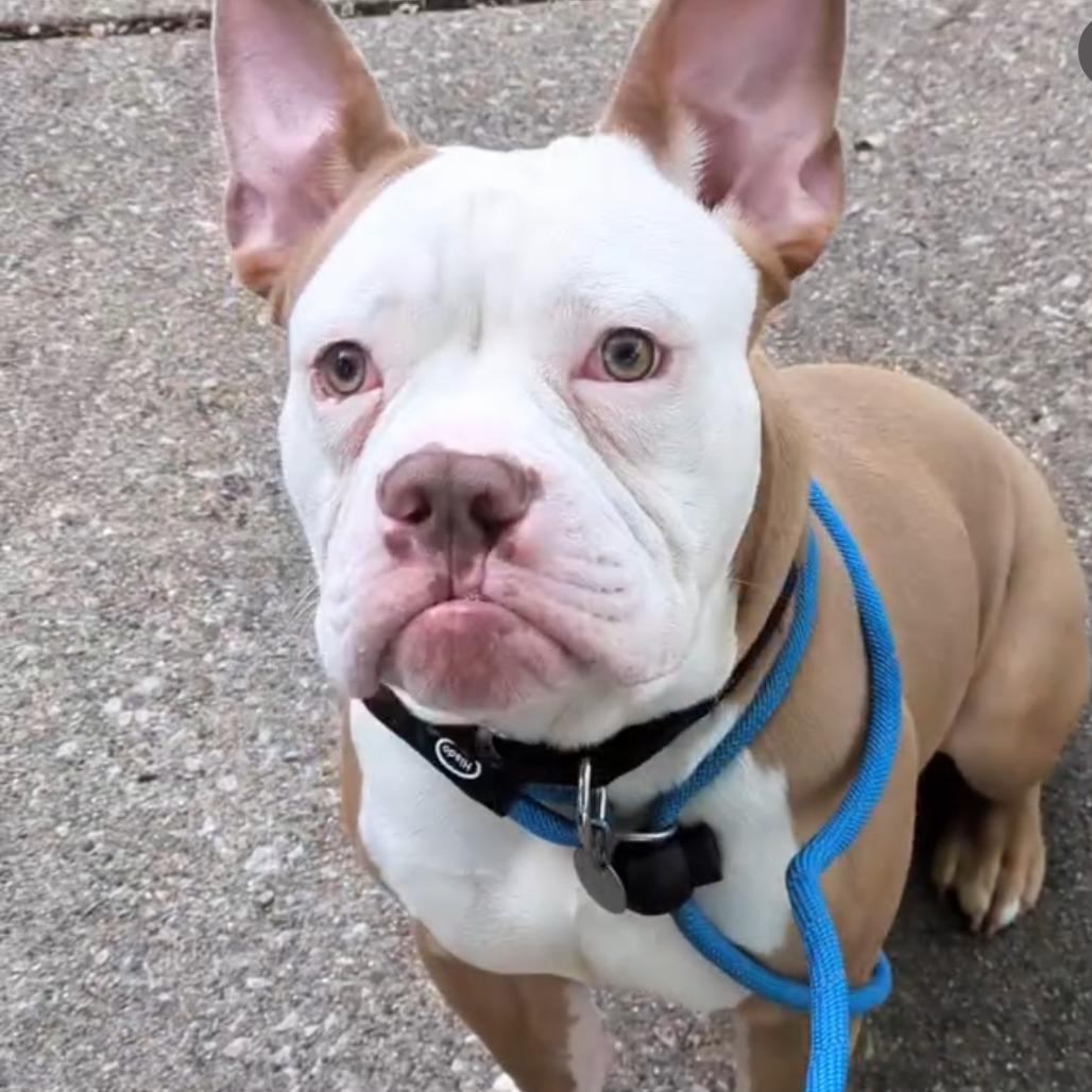 Enlarge Beefy 5-Layer Burrito, a Adoptable mixed breed in Oak Park, IL image 5/6