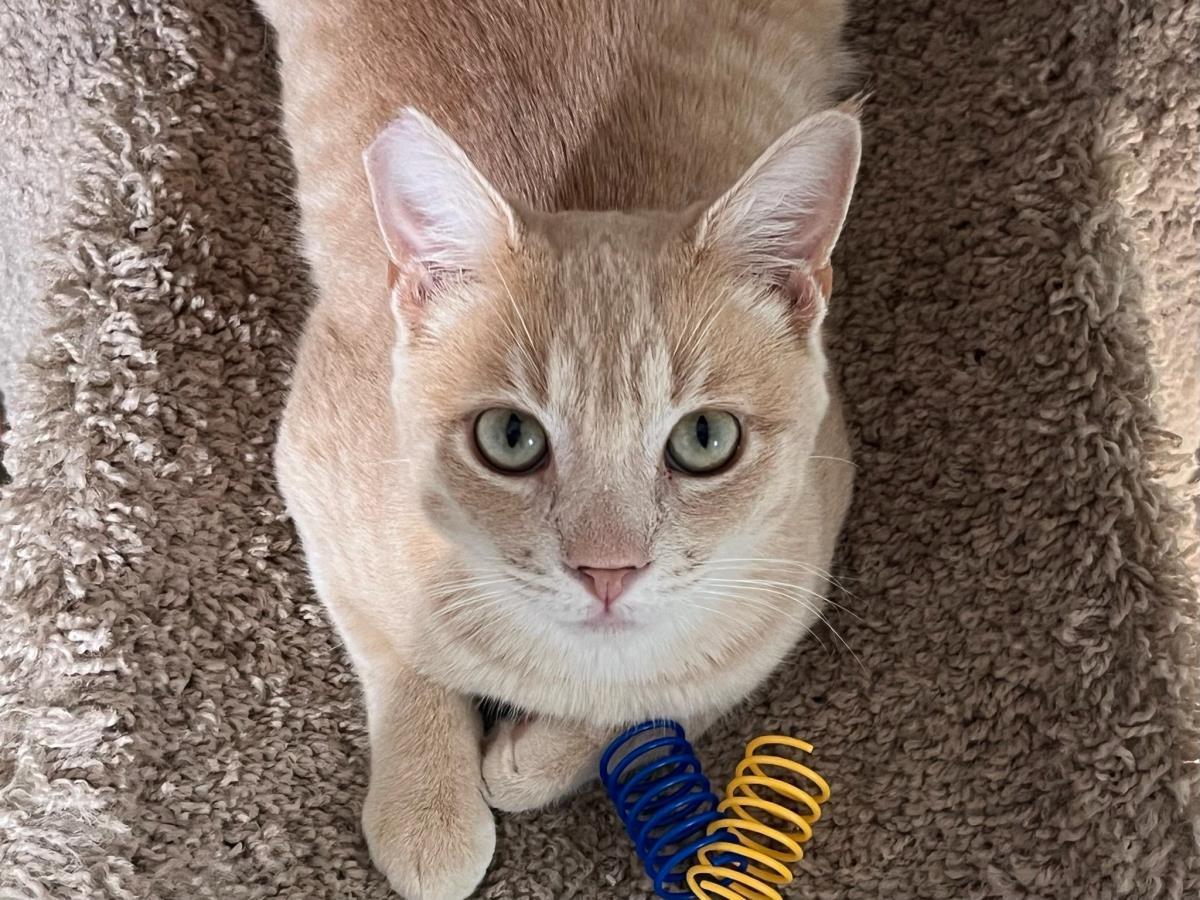 Apricot, ADOPTABLE, Young Male Domestic Short Hair.