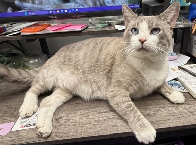 Snow, Adoptable, Adult Male Siamese.