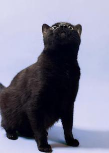 Swede, ADOPTABLE, Adult Male Domestic Short Hair.