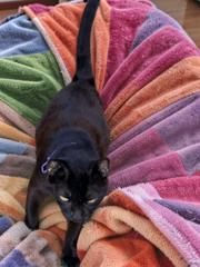 Enlarge Swede, a ADOPTABLE Domestic Short Hair in Terrell, TX image 3/4
