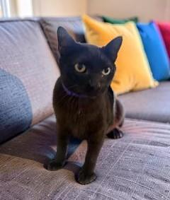 Enlarge Swede, a ADOPTABLE Domestic Short Hair in Terrell, TX image 4/4