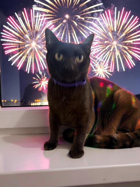 Swede, ADOPTABLE, Adult Male Domestic Short Hair.