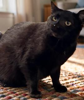 Enlarge Swede, a ADOPTABLE Domestic Short Hair in Terrell, TX image 3/3