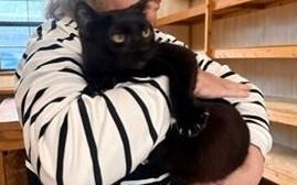 Enlarge Swede, a ADOPTABLE Domestic Short Hair in Terrell, TX image 2/3