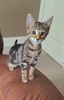 Miney, Adopted, Kitten Female Domestic Short Hair.