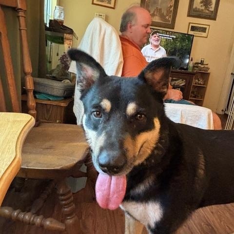 Sammy, a Adoptable mixed breed in Rolla, MO image 1/6