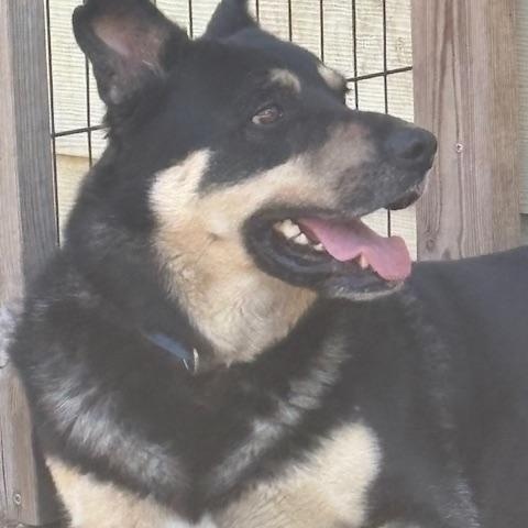 Sammy, a Adoptable mixed breed in Rolla, MO image 5/6