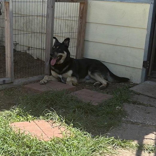Sammy, a Adoptable mixed breed in Rolla, MO image 2/6