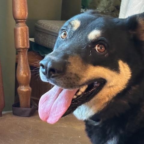 Sammy, a Adoptable mixed breed in Rolla, MO image 3/6