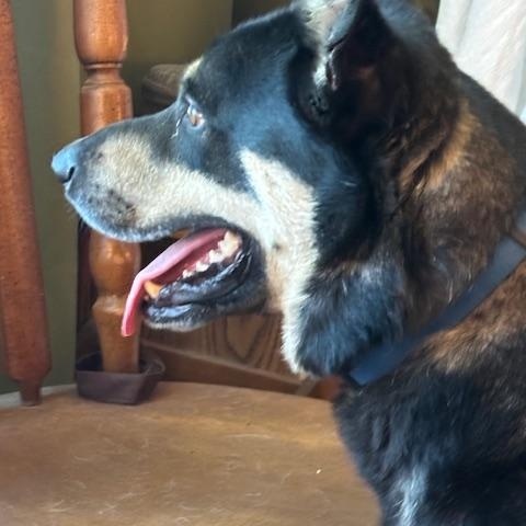 Sammy, a Adoptable mixed breed in Rolla, MO image 6/6
