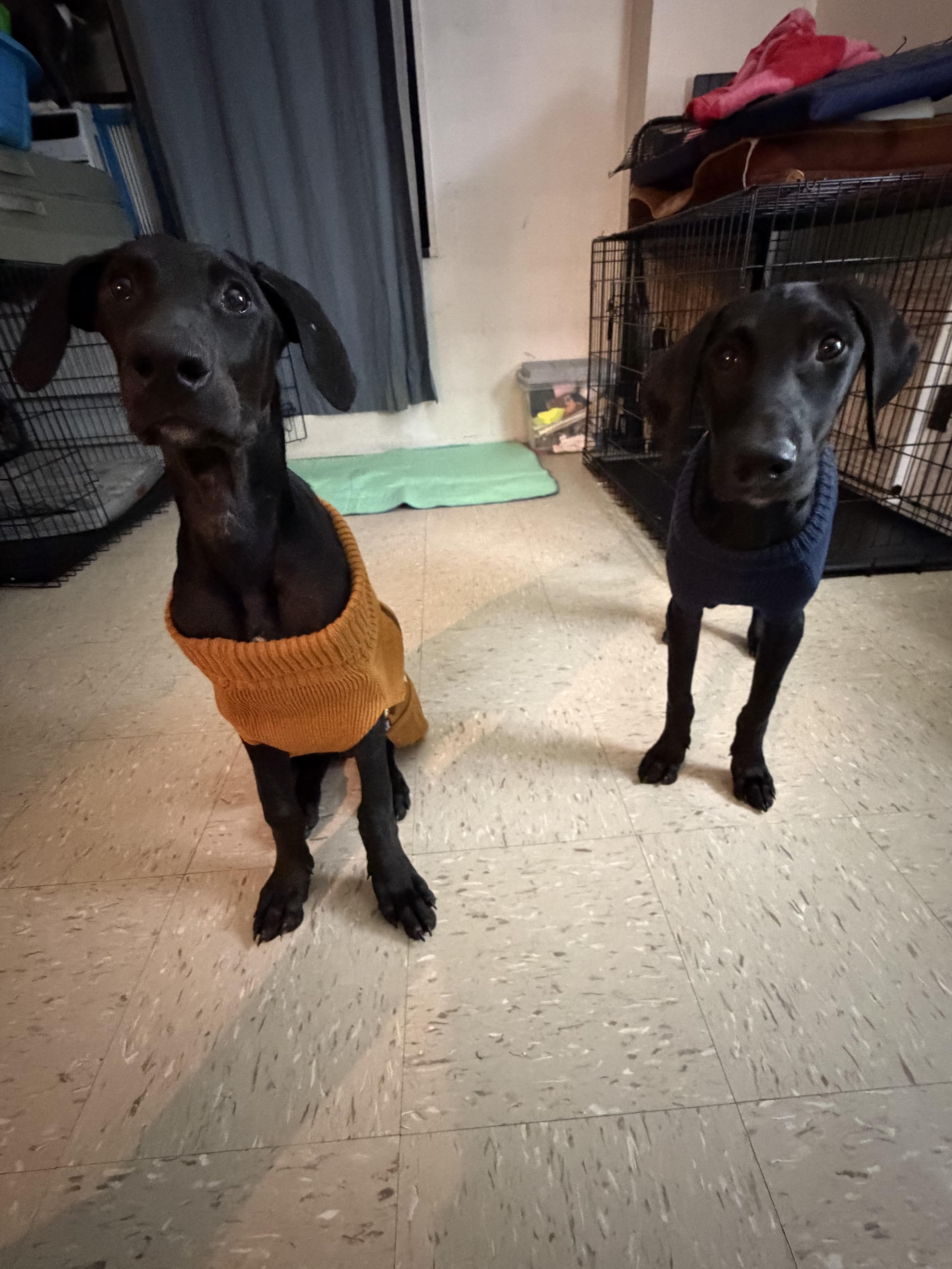 Enlarge Dobermans #1 and #2, an adopted Doberman Pinscher in New York, NY image 1/3