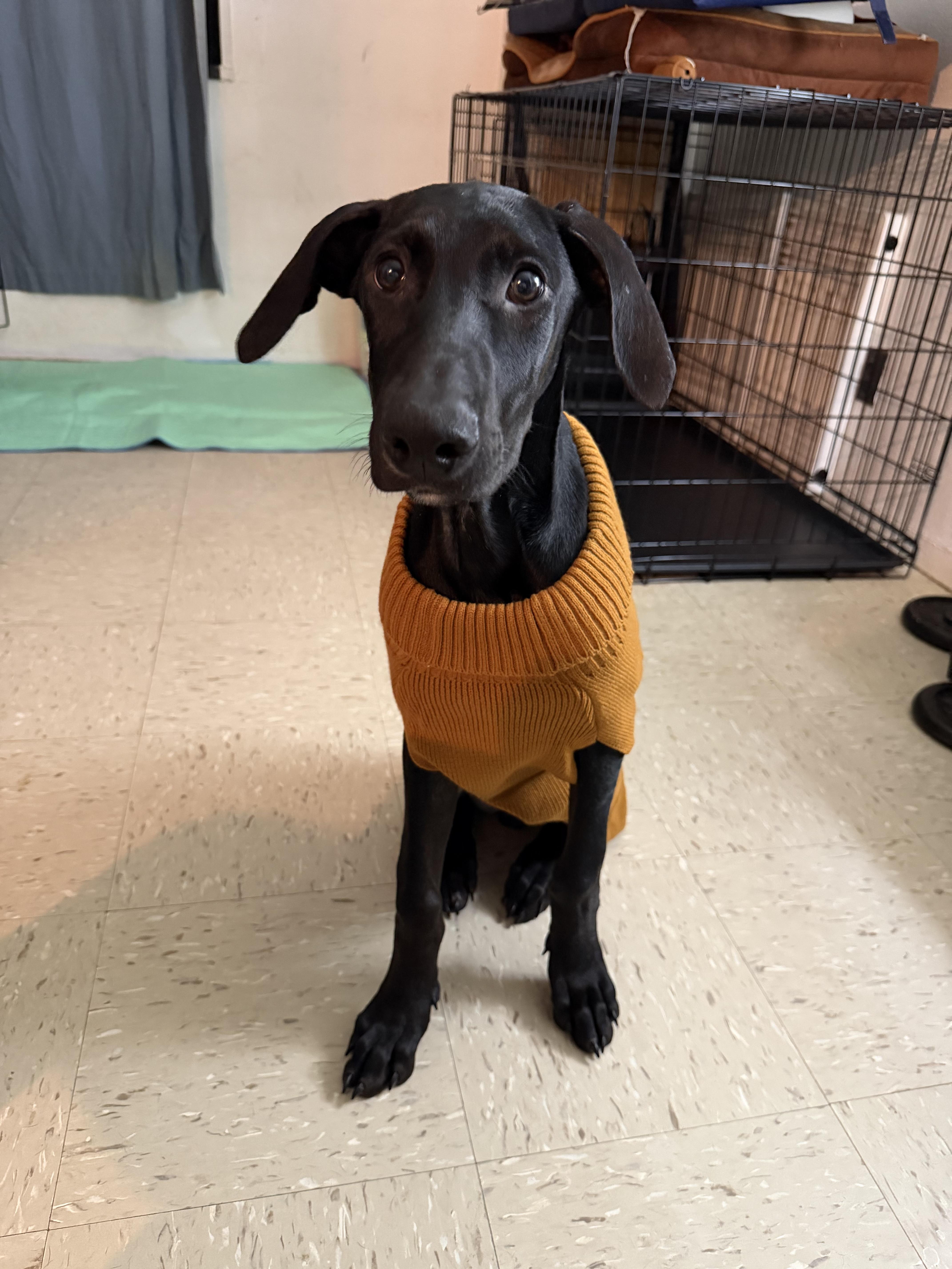 Enlarge Dobermans #1 and #2, an adopted Doberman Pinscher in New York, NY image 3/3