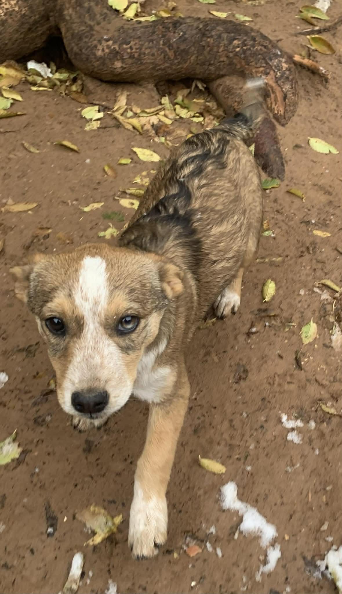 Enlarge Rainie, a Adoptable mixed breed in Albuquerque, NM image 2/3