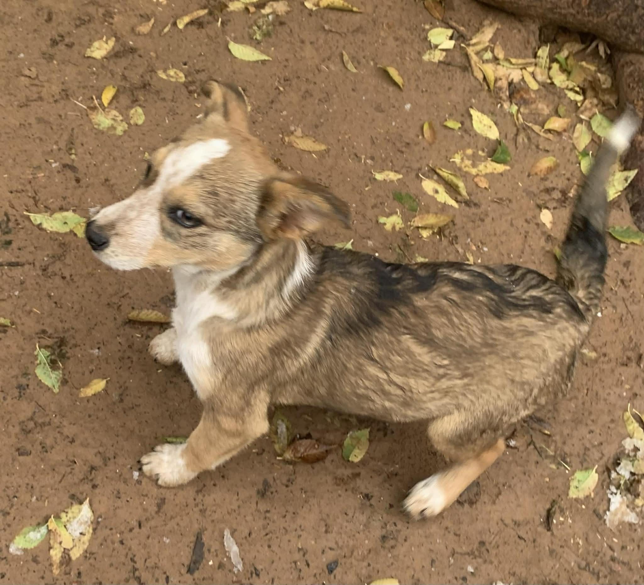 Enlarge Rainie, a Adoptable mixed breed in Albuquerque, NM image 3/3