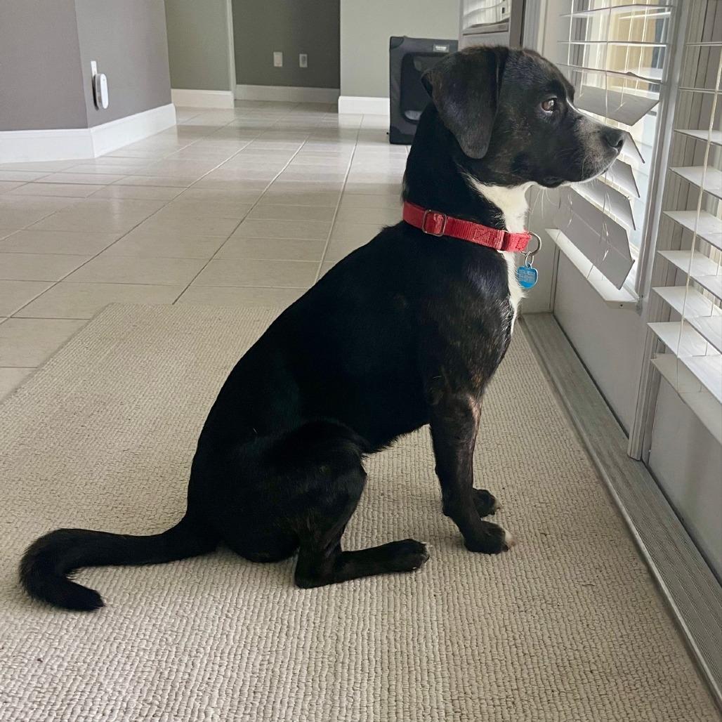 Enlarge Baron Colby Jack of Sniffington, a ADOPTABLE mixed breed in Ocala, FL image 4/5
