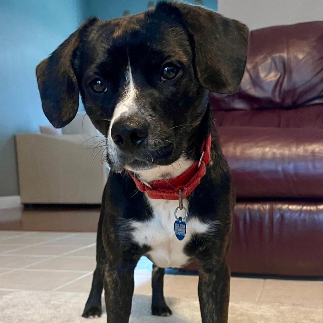 Baron Colby Jack of Sniffington, ADOPTABLE, Adult Male Beagle & Chihuahua.