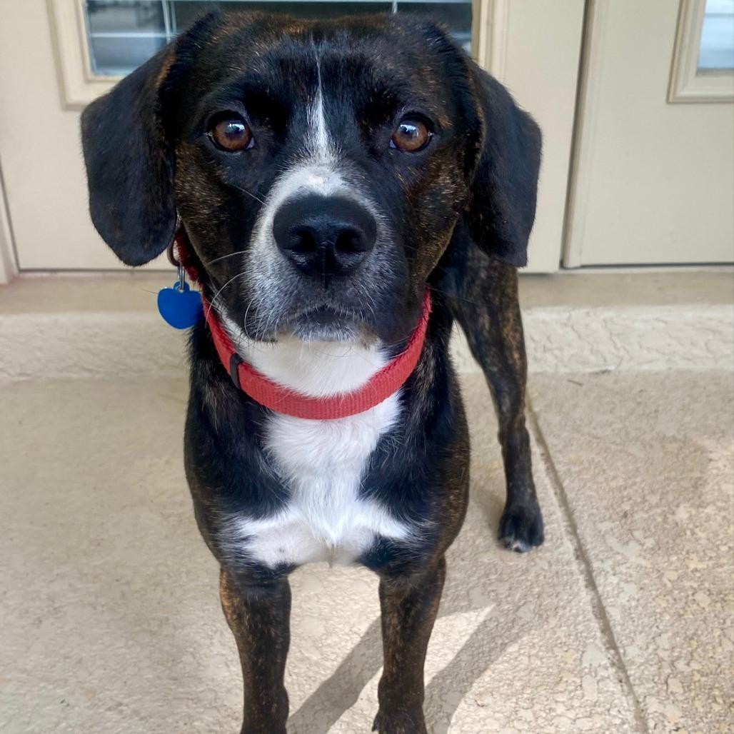 Enlarge Baron Colby Jack of Sniffington, a ADOPTABLE mixed breed in Ocala, FL image 5/5